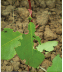 TECMAN Florestal